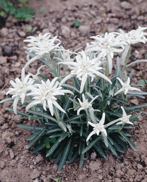 Edelweiss